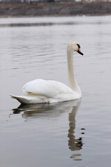 A beautiful swan swims across  the reflective water of the lake.
