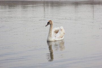 A beautiful swan swims across  the reflective water of the lake.
