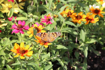 Butterfly Resting, Banff National Park, Alberta