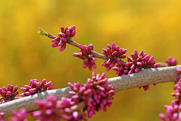 Beautiful purple flowers in nature, North China