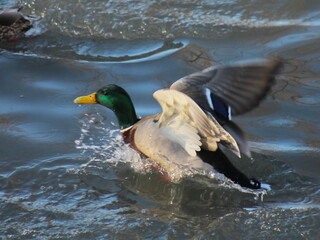 duck in the water