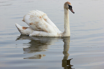 A beautiful swan swims across  the reflective water of the lake.
