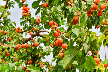 The field is covered with red apricot trees