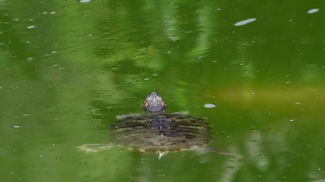 HD video of Pond Slider Turtle floating on the surface of murky pond water, Koi fish swims by underwater.
