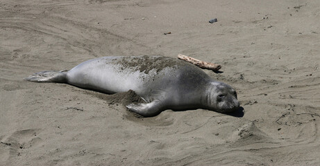 Hundsrobbe - Earless seal
