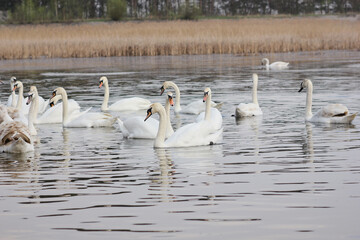 A flock of white swans floating on the reflective water of the lake.