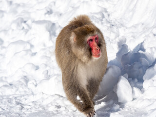 Japanese snow monkey in shiga kogen deep snow 4
