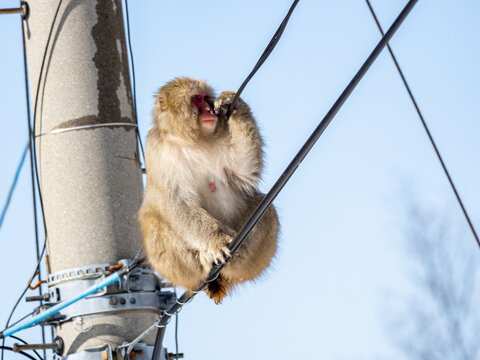 Japanese Snow Monkey On Shiga Kogen Utilities 5