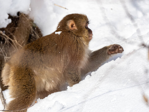 Japanese Snow Monkey In Shiga Kogen Deep Snow 3