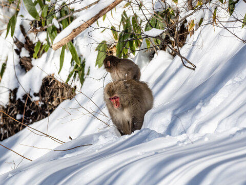 Japanese Snow Monkey In Shiga Kogen Deep Snow 10