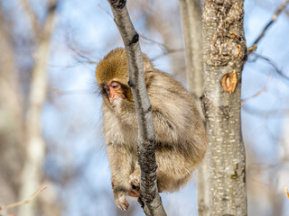 Japanese snow monkey sitting in shiga kogen tree 3