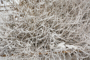 Frost on the branches. Winter frosty day. The branches of the tree are covered with snow. The season is winter.