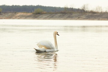 Beautiful swan birds float on the water of the lake.
