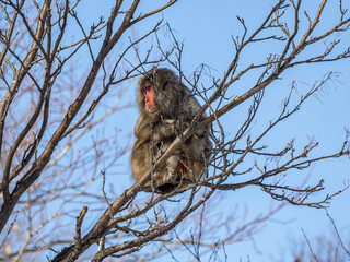 Japanese snow monkey sitting in shiga kogen tree 1