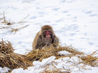 Japanese snow monkey in field near shiga kogen 1