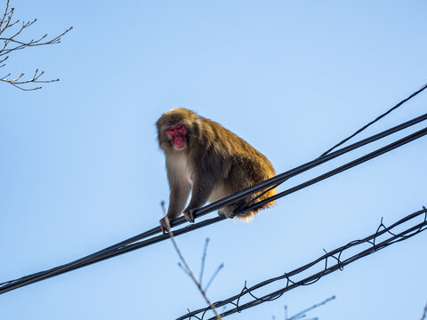 Japanese Snow Monkey On Shiga Kogen Utilities 4