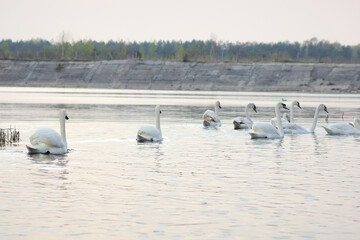 A flock of white swans floating on the reflective water of the lake.