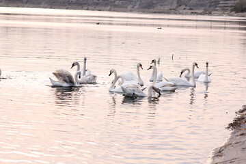 A flock of white swans floating on the reflective water of the lake.