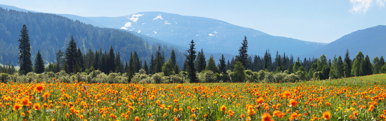 Blooming spring meadow on the background of snow-capped peaks, panoramic view