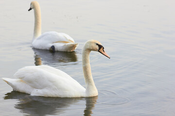Naklejka na ściany i meble Two white swans float on the reflective water of the lake. 