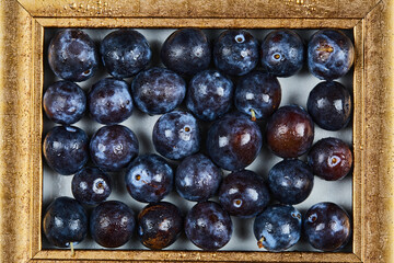 Garden plums in the picture frame on a gray background