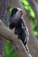 Weißkopf-Büschelaffe 