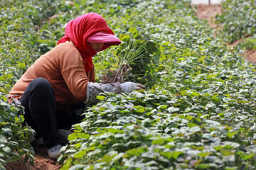 Female farmers are collecting sweet potato seedlings in the greenhouse.