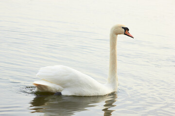 Beautiful swan birds float on the water of the lake.
