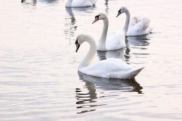 Fototapeta premium A flock of white swans floating on the reflective water of the lake.