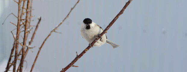 Marsh tit (Poecile palustris) is a bird that sits beautifully on a branch.