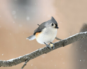 close up on black capped chickadee bird on the branch © nd700