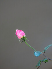 Delicate bud of a pink rose on a solid background. Women's Day. Congratulation