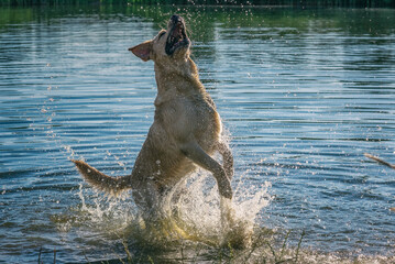 A handsome young labrador is frolicking in the lake on a summer day.