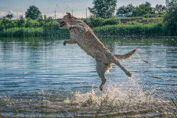 A handsome young labrador is frolicking in the lake on a summer day.