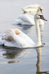 Beautiful swan birds float on the reflective water of the lake.
