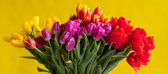 An armful of multi-colored tulips on a yellow background. A large bouquet for a woman on March 8. International Women's Day. Widescreen