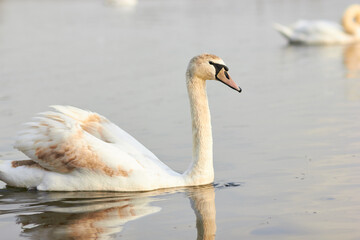 Beautiful swan birds float on the water of the lake.
