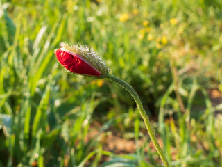 Obraz premium Red poppy flower bud in drops of dew close up on a background of green grass