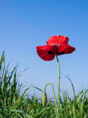 Red poppy flower with dew drops on petals close-up in green grass against blue sky