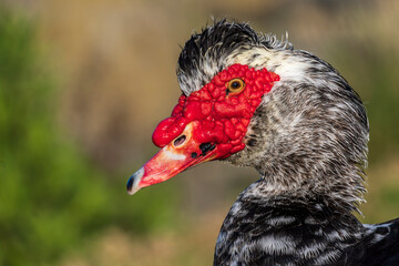 Muscovy Duck Domestic type Cairina moschata Costa Ballena Cadiz