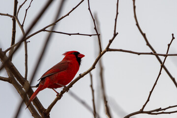 Close up image of a male northern cardinal (Cardinalis cardinalis) perching on naked tree branch in Maryland, USA in winter. This bright red song bird has black face mask and distinctive crest