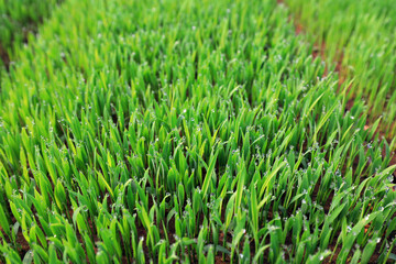 Fototapeta na wymiar Vigorous growth of rice seedlings, North China