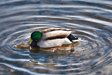 Pair of mallard ducks mating in the lake.  Burnaby BC Canada
