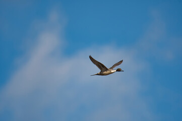A male pintail duck flying in the blue sky.   Burnaby BC Canada
