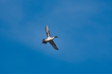 Fototapeta na wymiar A male pintail duck flying in the blue sky. Burnaby BC Canada 