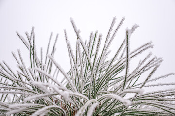 Rime on pine needles in nature. Green branches of a Christmas tree covered with snow in winter, on a sunny day.