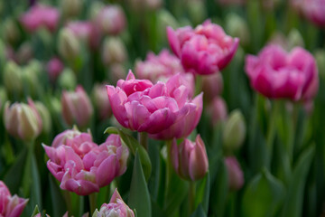 flowers tulips bouquet dutch bud