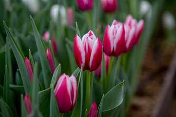 flowers tulips bouquet dutch bud