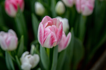 flowers tulips bouquet dutch bud