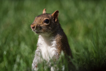 Fototapeta premium squirrel on the grass